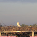 19_40-mast.jpg