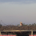 19_45-mast.jpg