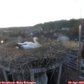 19_50-nest.jpg
