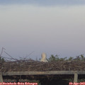 19_55-mast.jpg