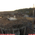 19_55-nest.jpg