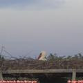 20_00-mast.jpg