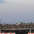 20_05-mast.jpg