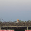 20_10-mast.jpg