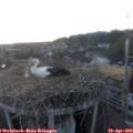 20_10-nest.jpg