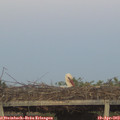 20_15-mast.jpg