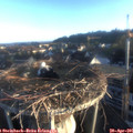 06_50-nest.jpg