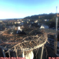 06_55-nest.jpg