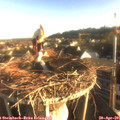 07_15-nest.jpg