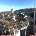 07_25-nest.jpg
