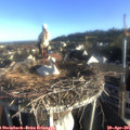 07_30-nest.jpg