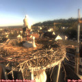 07_35-nest.jpg