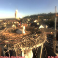 07_40-nest.jpg