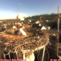 07_45-nest.jpg