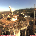 07_50-nest.jpg