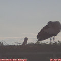 08_15-mast.jpg