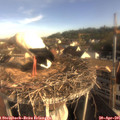 08_15-nest.jpg
