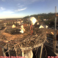 08_20-nest.jpg