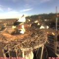 08_25-nest.jpg