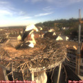 08_30-nest.jpg