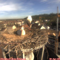 08_45-nest.jpg