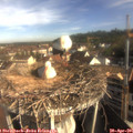 08_50-nest.jpg