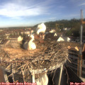 08_55-nest.jpg
