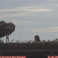 09_00-mast.jpg