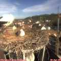 09_15-nest.jpg