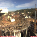 09_20-nest.jpg