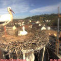 09_25-nest.jpg