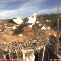 09_35-nest.jpg