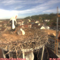 09_45-nest.jpg