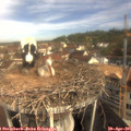 09_50-nest.jpg