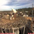 09_55-nest.jpg