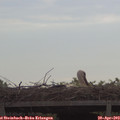 10_10-mast.jpg