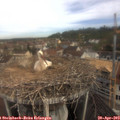 10_25-nest.jpg