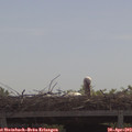 10_50-mast.jpg