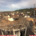 10_50-nest.jpg