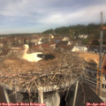 11_00-nest.jpg