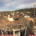 11_05-nest.jpg