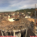 11_10-nest.jpg