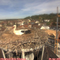 11_15-nest.jpg