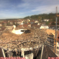 11_25-nest.jpg