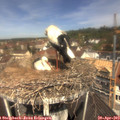 11_35-nest.jpg