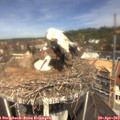 11_40-nest.jpg