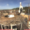 11_55-nest.jpg