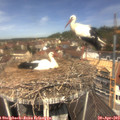 12_00-nest.jpg