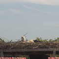 12_05-mast.jpg