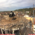 12_40-nest.jpg